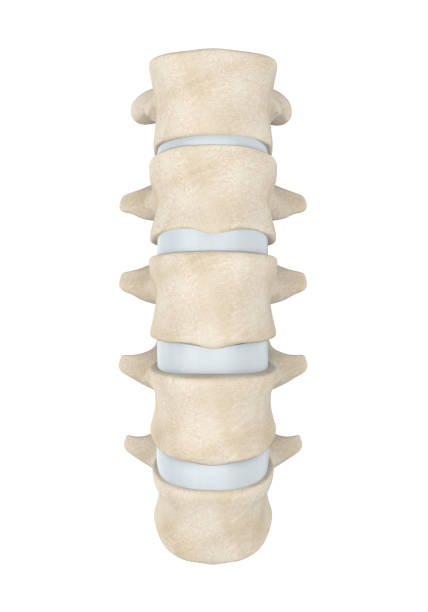 anatomia della colonna lombare umana isolata - thoracic vertebrae lumbar vertebra cervical vertebrae sacrum foto e immagini stock