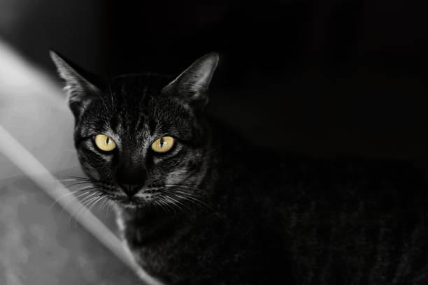 istock siamese cat in house squinting at the camera 672314338