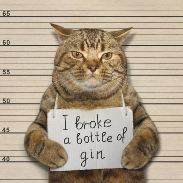 istock Bad cat broke a bottle of gin 672314496