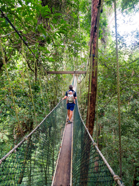 istock Man carrying a baby on the canopy walkway 672320312