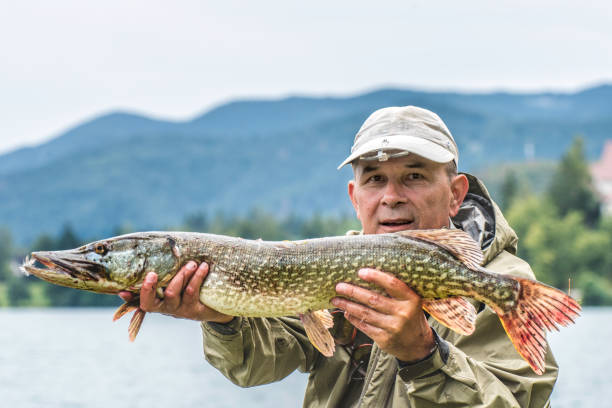 Mature man in fishing clothes holding a northern pike fish and smiling at the camera.