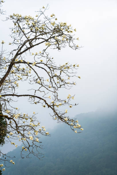 magnolia blossom in bhutan - sweet magnolia tree blossom white stock-fotos und bilder