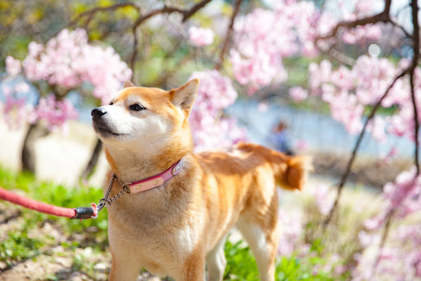 Cherry Blossom in full bloom