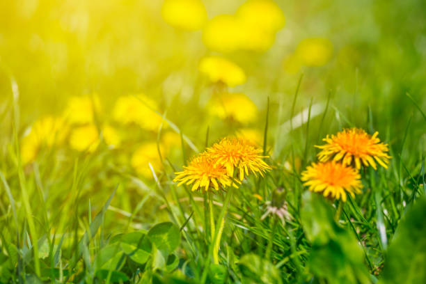 istock closeup yellow dandelions in a rays of sun 672332724
