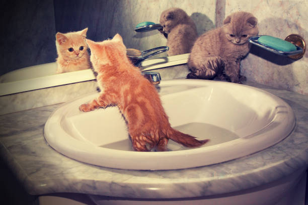 Two little kittens bathing in the sink. Red kitten looking at mirror on reflection