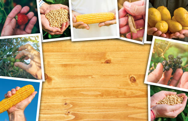 istock Farmers hands photo collage on wooden background 672336708