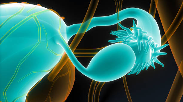 weiblichen fortpflanzungsorgane mit nervensystem und harnblase - vagina uterus human fertility x ray image stock-grafiken, -clipart, -cartoons und -symbole