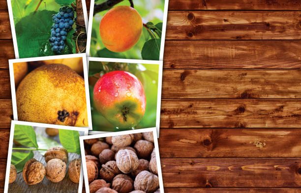 istock Organic fruit production, photo collage with copy space 672339276