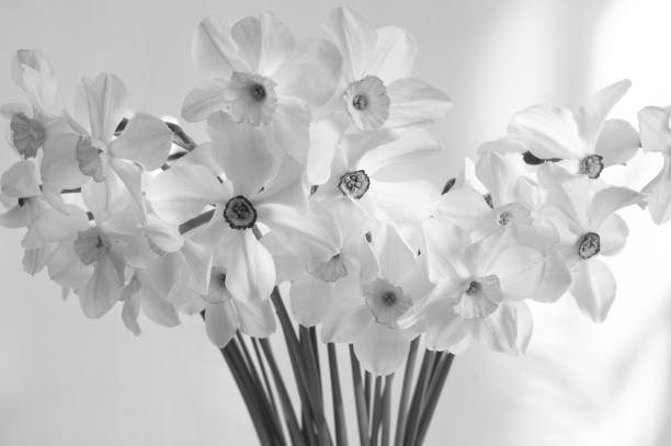 istock Bouquet of white narcissus 672339642