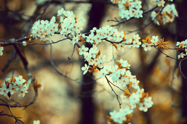 Orange vintage blossom cherry-tree. Spring natural background