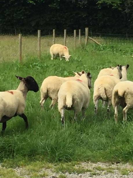 istock Herd of sheep in Devon countryside.  Rear view. 672342616