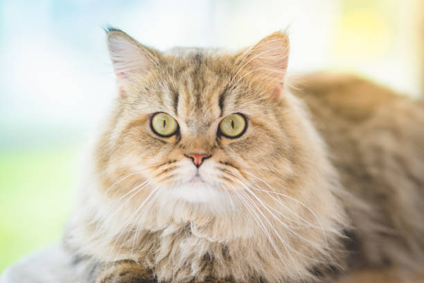 istock Cute persian cat lying on cat tower 672343646