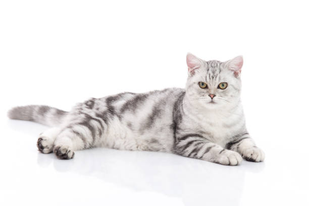 istock Cute  British Shorthair kitten sitting 672346782
