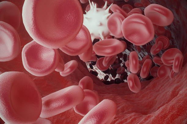 istock White blood cell between red blood cells, flow insice artery or vein, 3d rendering 672350420