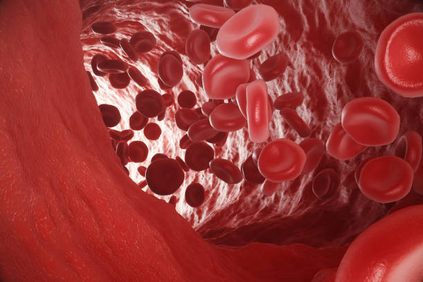 Red blood cells: responsible for oxygen carrying over, regulation pH blood, a food and protection of cages of an organism. 3d rendering vector art illustration