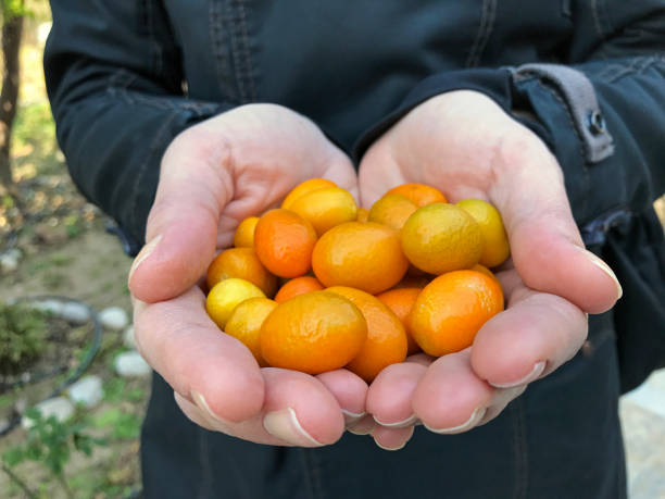istock handful of kumquats 672351392