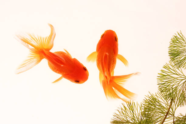 Two goldfishes swimming in a water tank with seaweed nearby in the white background.