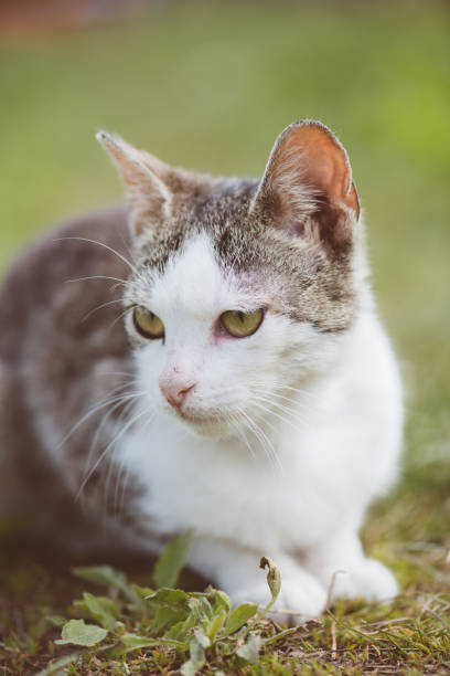 istock Cute young cat in garden 672357294