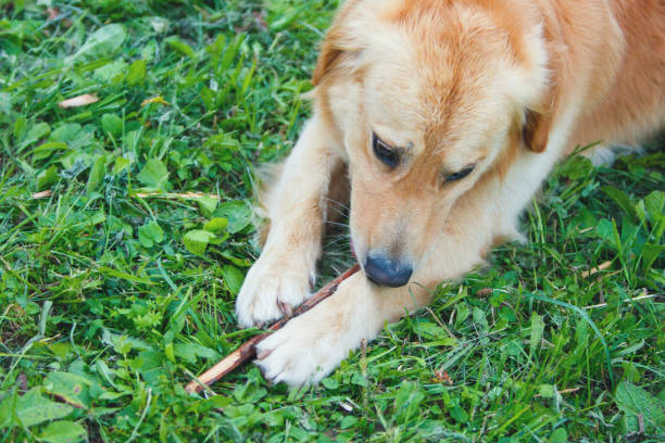istock Golden Retriever chewing stick 672358418