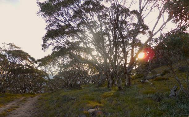 istock Sundown at Mt Wills - Victorian Alps 672358612