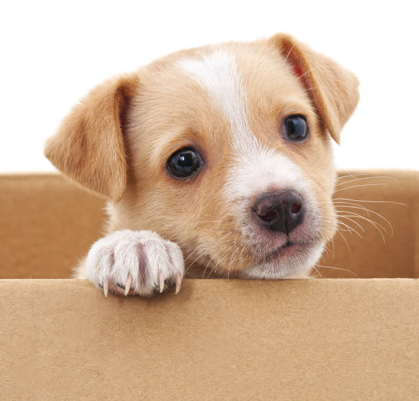 istock Brown puppy in a box. 672361846