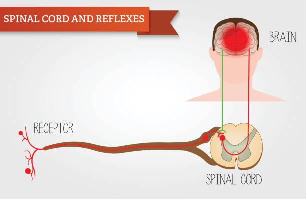 ilustrações de stock, clip art, desenhos animados e ícones de infographics spinal cord and reflexes. central nervous system. head human, face and brain in flat style. vector illustration. front view. - frontal lobe