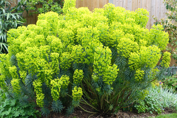 pianta di euforbia in un giardino inglese - euphorbiaceae foto e immagini stock