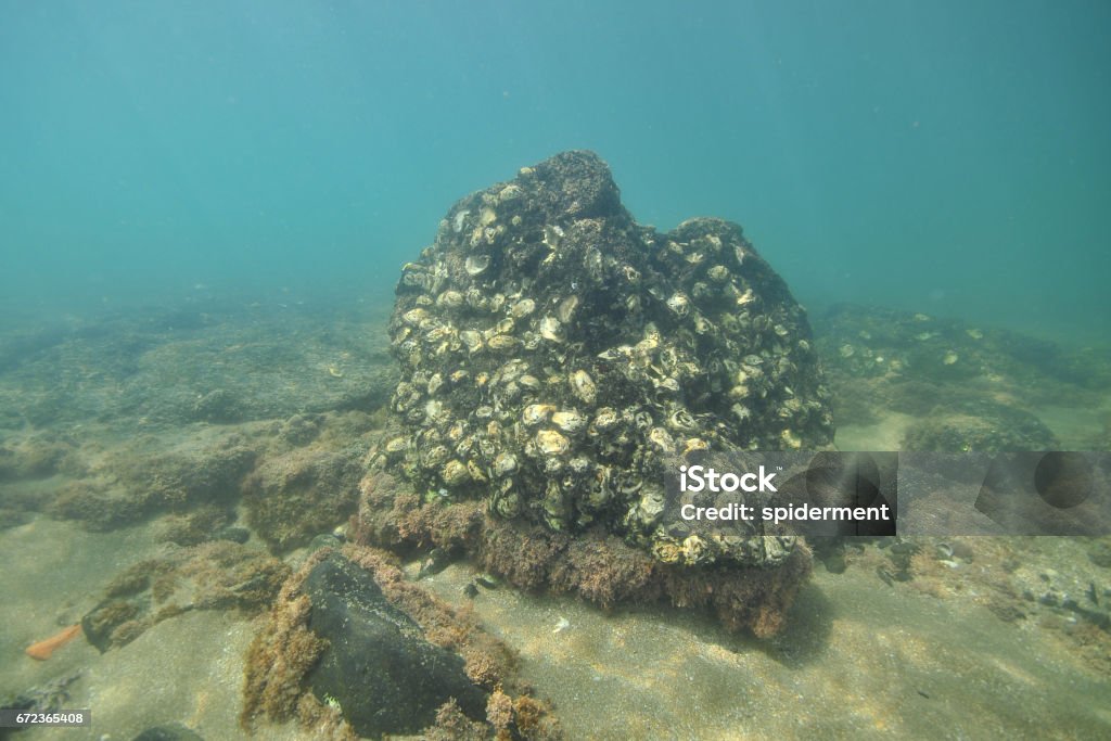 Oyster rock on flat bottom Dark volcanic rock covered with Pacific oyster shells on flat bottom in tidal zone near shore. Oyster Stock Photo