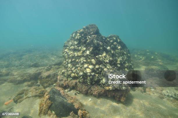 Oyster Rock On Flat Bottom Stock Photo - Download Image Now - Oyster, Underwater, Flat - Physical Description