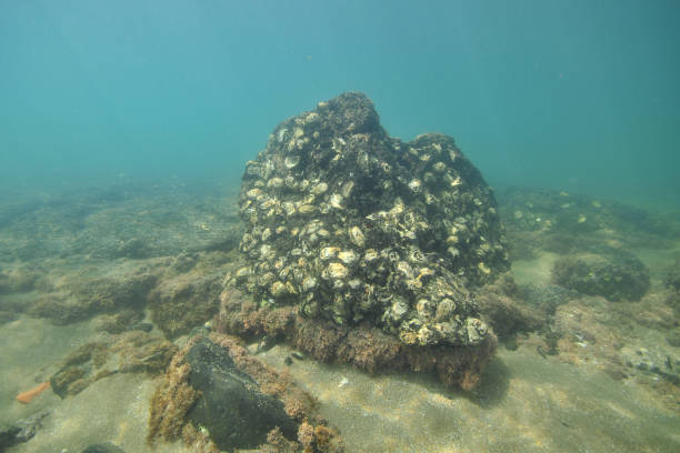 oyster rock on flat bottom - pacific oyster imagens e fotografias de stock