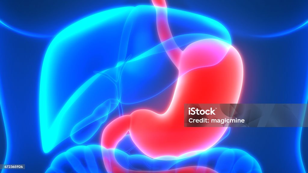 Human Digestive System (Stomach Anatomy) 3D Illustration of Human Digestive System (Stomach Anatomy) Stomach stock illustration
