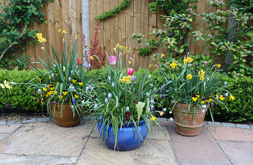 Pots containing spring flowers on a patio