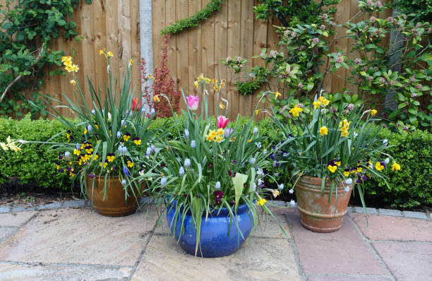 Pots containing spring flowers on a patio stock photo