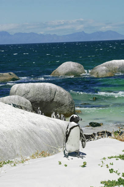 penguins on rocky beach in south africa - cape town jackass penguin africa animal imagens e fotografias de stock