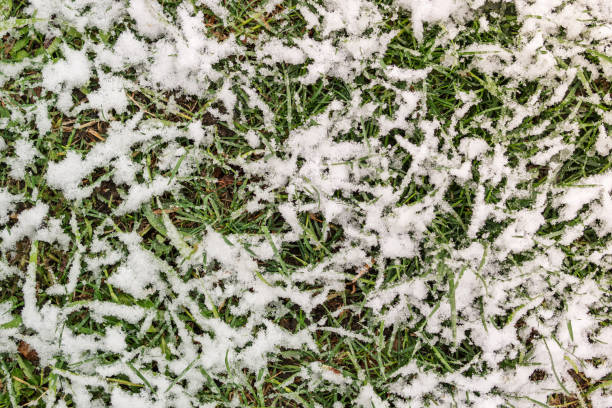 istock Green grass in the snow 672369794