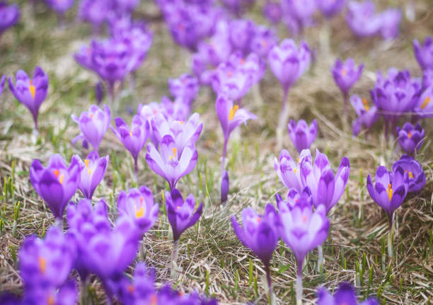 Blooming crocus flowers in April. Purple wild flowers. Celebration of Mother's day Blooming crocus flowers in April. Purple wild flowers. Celebration of Mother's day mothers day horizontal close up flower head stock pictures, royalty-free photos & images