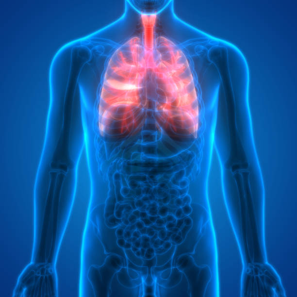 해부학 내부 인간의 폐 (후 두, 기관, 기관지) - human lung stock illustrations