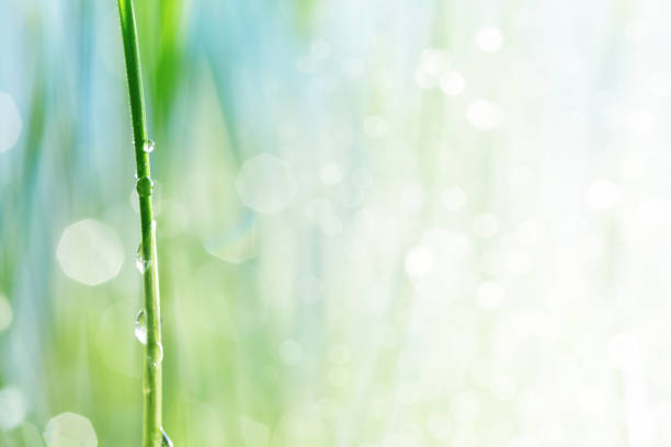 wassertropfen auf einem stiel von gras - light rain stock-fotos und bilder