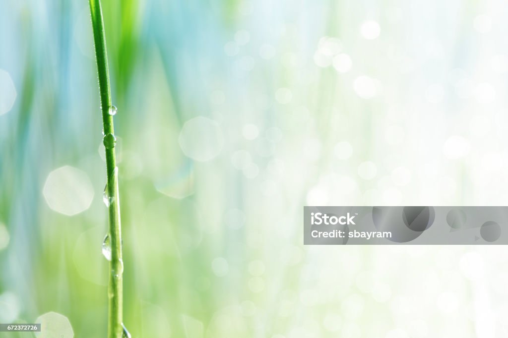 Gota de agua en un tallo de gras - Foto de stock de Naturaleza libre de derechos