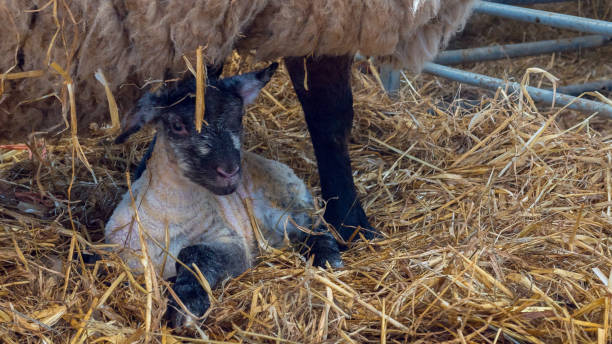 istock Sheep ewe licks her lamb after giving birth 672376596