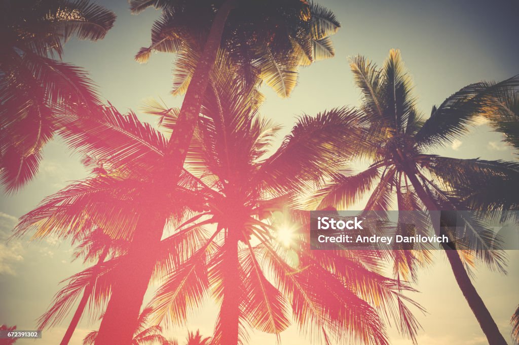 Coconut trees and turquoise Indian Ocean Sunset in Hikkaduwa. Colorful palm tree silhouettes on the beach. Beach Stock Photo