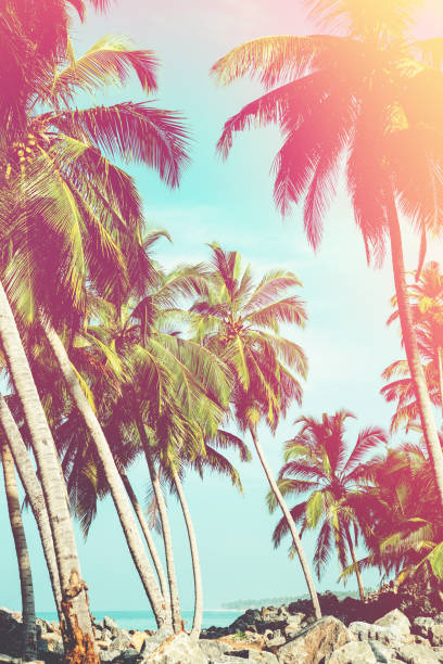 istock Coconut trees and turquoise Indian Ocean 672391308