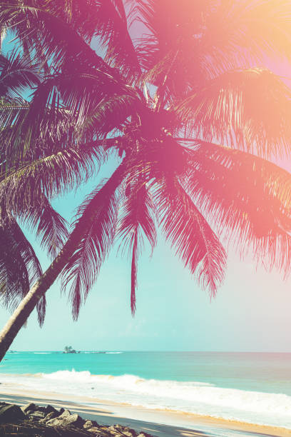 istock Coconut trees and turquoise Indian Ocean 672391316