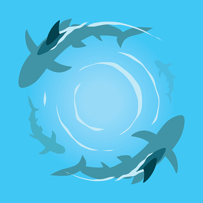 Four sharks in the sea swimming in a circle. Danger concept.