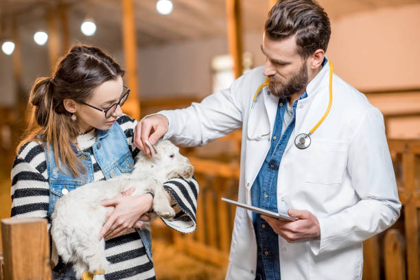 istock Veterinarians with baby goat 672394428