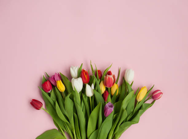 istock Colorful bunch on pink background 672397618