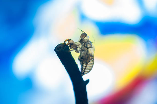Dragonfly emerging from the larva state, with  folded wings. 