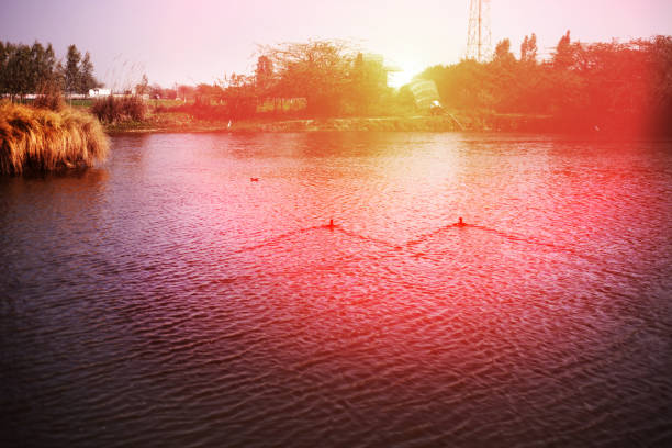 Great cormorant swimming in the lake water.