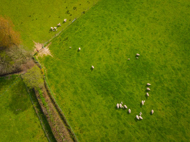 istock Herd Of Sheep Aerial 672405304