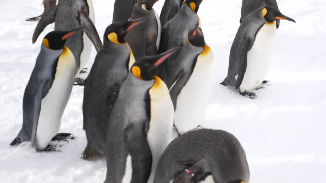 Group of Penguins walking